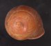 アカネマダラカスリマイマイ (仮称) Calocochlia carbonaria heermannifig.1