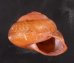 アカネマダラカスリマイマイ (仮称) Calocochlia carbonaria heermannifig.2