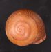 アカネマダラカスリマイマイ (仮称) Calocochlia carbonaria heermannifig.1