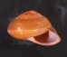 アカネマダラカスリマイマイ (仮称) Calocochlia carbonaria heermannifig.2