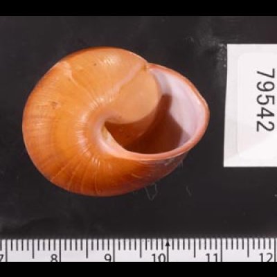 アカネマダラカスリマイマイ (仮称) Calocochlia carbonaria heermannifig.3