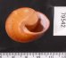 アカネマダラカスリマイマイ (仮称) Calocochlia carbonaria heermannifig.3