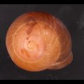 アカネマダラカスリマイマイ (仮称)