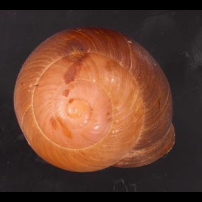 アカネマダラカスリマイマイ (仮称) Calocochlia carbonaria heermannifig.1