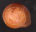 アカネマダラカスリマイマイ (仮称) Calocochlia carbonaria heermannifig.1