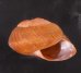 アカネマダラカスリマイマイ (仮称) Calocochlia carbonaria heermannifig.2