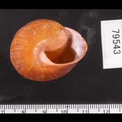 アカネマダラカスリマイマイ (仮称) Calocochlia carbonaria heermannifig.3