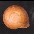 アカネマダラカスリマイマイ (仮称)