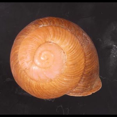 アカネマダラカスリマイマイ (仮称) Calocochlia carbonaria heermannifig.1