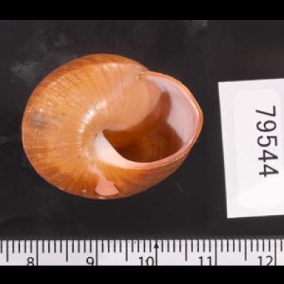 アカネマダラカスリマイマイ (仮称) Calocochlia carbonaria heermannifig.3