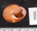 アカネマダラカスリマイマイ (仮称) Calocochlia carbonaria heermannifig.3