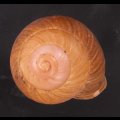 アカネマダラカスリマイマイ (仮称)