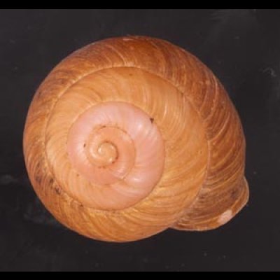 アカネマダラカスリマイマイ (仮称) Calocochlia carbonaria heermannifig.1