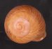 アカネマダラカスリマイマイ (仮称) Calocochlia carbonaria heermannifig.1