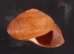 アカネマダラカスリマイマイ (仮称) Calocochlia carbonaria heermannifig.2