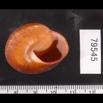 アカネマダラカスリマイマイ (仮称) Calocochlia carbonaria heermannifig.3