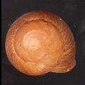 アカネマダラカスリマイマイ (仮称)