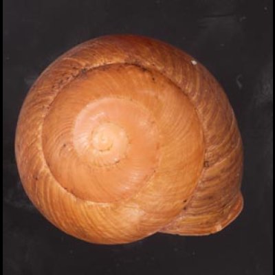 アカネマダラカスリマイマイ (仮称) Calocochlia carbonaria heermannifig.1