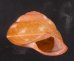 アカネマダラカスリマイマイ (仮称) Calocochlia carbonaria heermannifig.2
