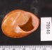 アカネマダラカスリマイマイ (仮称) Calocochlia carbonaria heermannifig.3
