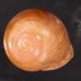 アカネマダラカスリマイマイ (仮称) Calocochlia carbonaria heermannifig.1