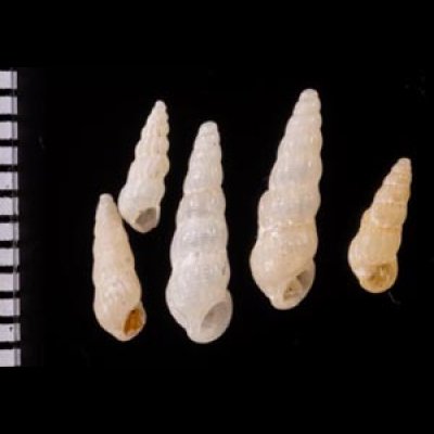 フシイトカケ Opalia attenuatafig.1