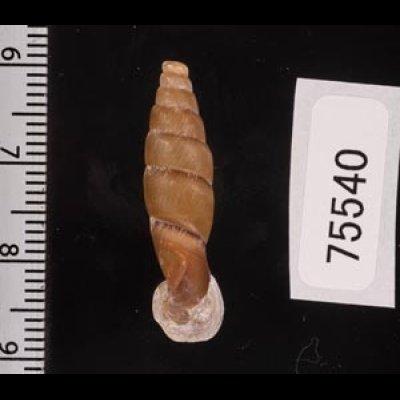 ドリーワニグチギセル (仮称) Tropidauchenia dorrifig.2