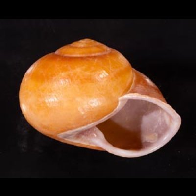 オオスベリビロウドマイマイ (仮称) Albersia granulatafig.2
