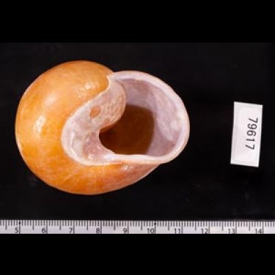 オオスベリビロウドマイマイ (仮称) Albersia granulatafig.3
