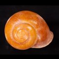 オオスベリビロウドマイマイ (仮称)