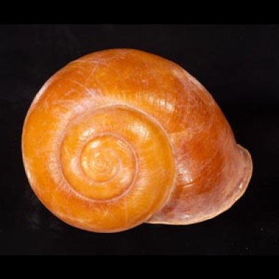 オオスベリビロウドマイマイ (仮称) Albersia granulatafig.1