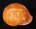 オオスベリビロウドマイマイ (仮称) Albersia granulatafig.1