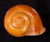 オオスベリビロウドマイマイ (仮称) Albersia granulatafig.1