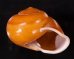 オオスベリビロウドマイマイ (仮称) Albersia granulatafig.2