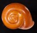 オオスベリビロウドマイマイ (仮称) Albersia granulatafig.1
