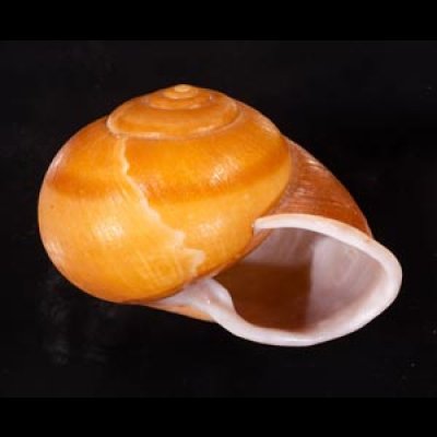 オオスベリビロウドマイマイ (仮称) Albersia granulatafig.2