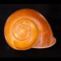 オオスベリビロウドマイマイ (仮称)