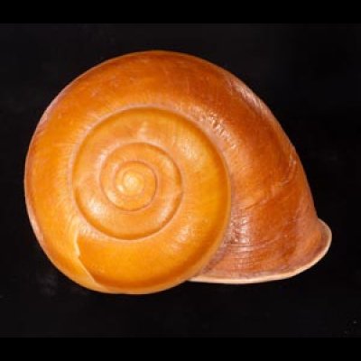 オオスベリビロウドマイマイ (仮称) Albersia granulatafig.1