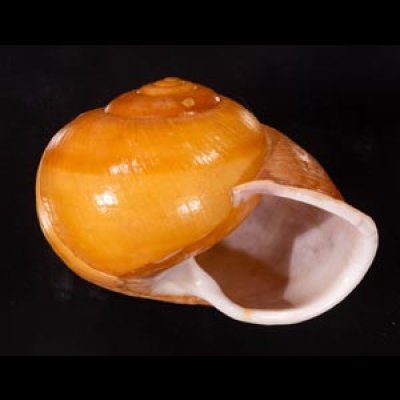 オオスベリビロウドマイマイ (仮称) Albersia granulatafig.2