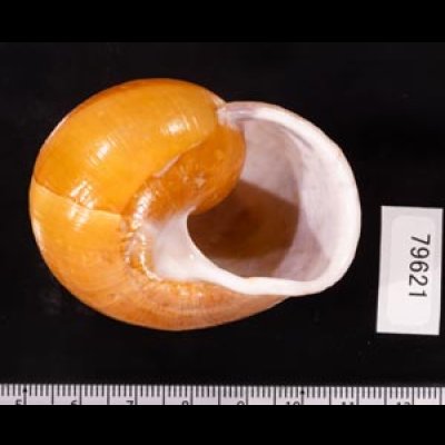 オオスベリビロウドマイマイ (仮称) Albersia granulatafig.3