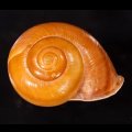 オオスベリビロウドマイマイ (仮称)
