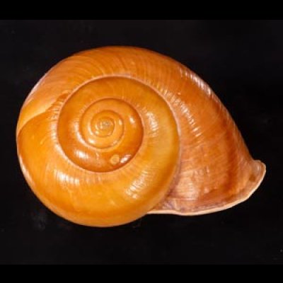 オオスベリビロウドマイマイ (仮称) Albersia granulatafig.1