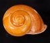 オオスベリビロウドマイマイ (仮称) Albersia granulatafig.1