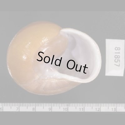 画像2: オオスベリビロウドマイマイ (仮称)