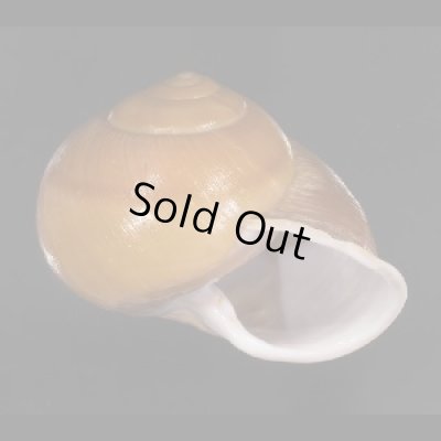 画像3: オオスベリビロウドマイマイ (仮称)