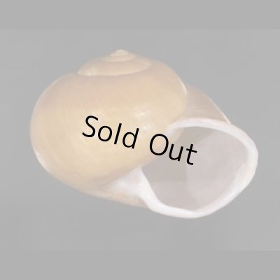 画像2: オオスベリビロウドマイマイ (仮称)