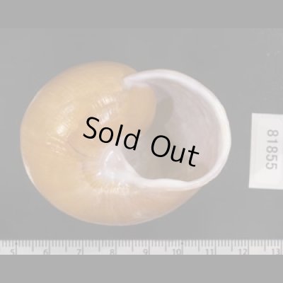 画像3: オオスベリビロウドマイマイ (仮称)