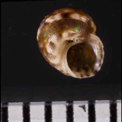 アワジチグサの近似種 未詳 Conotalopia sp.fig.3