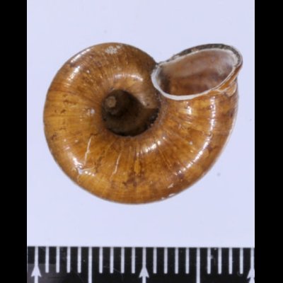 ヒロクチタイワンアツブタ (仮称) Cyclotus taivanus dilatusfig.2