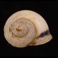 Leptopoma goniostoma クマドリアオミオカタニシ (仮称)
